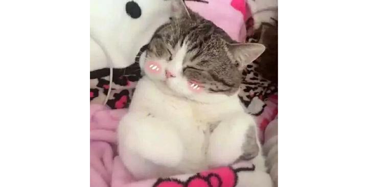 gucci和ysl有什么共同点,gucci狗年限定