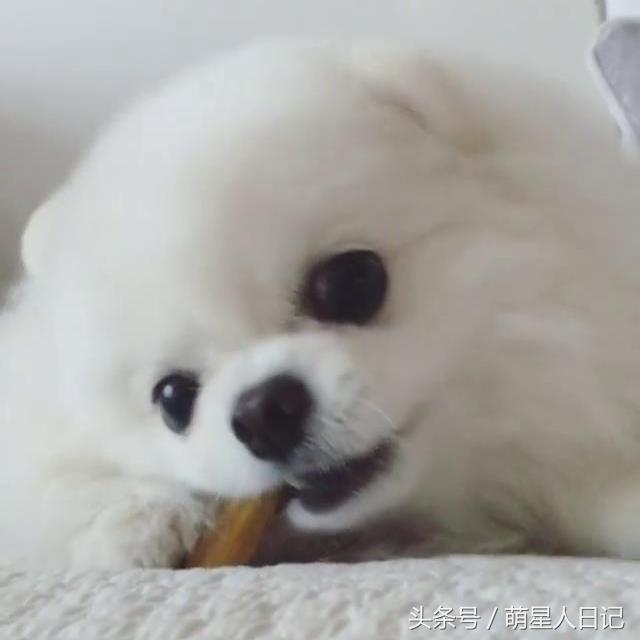 铲屎官小博美视频,小博美有多可爱