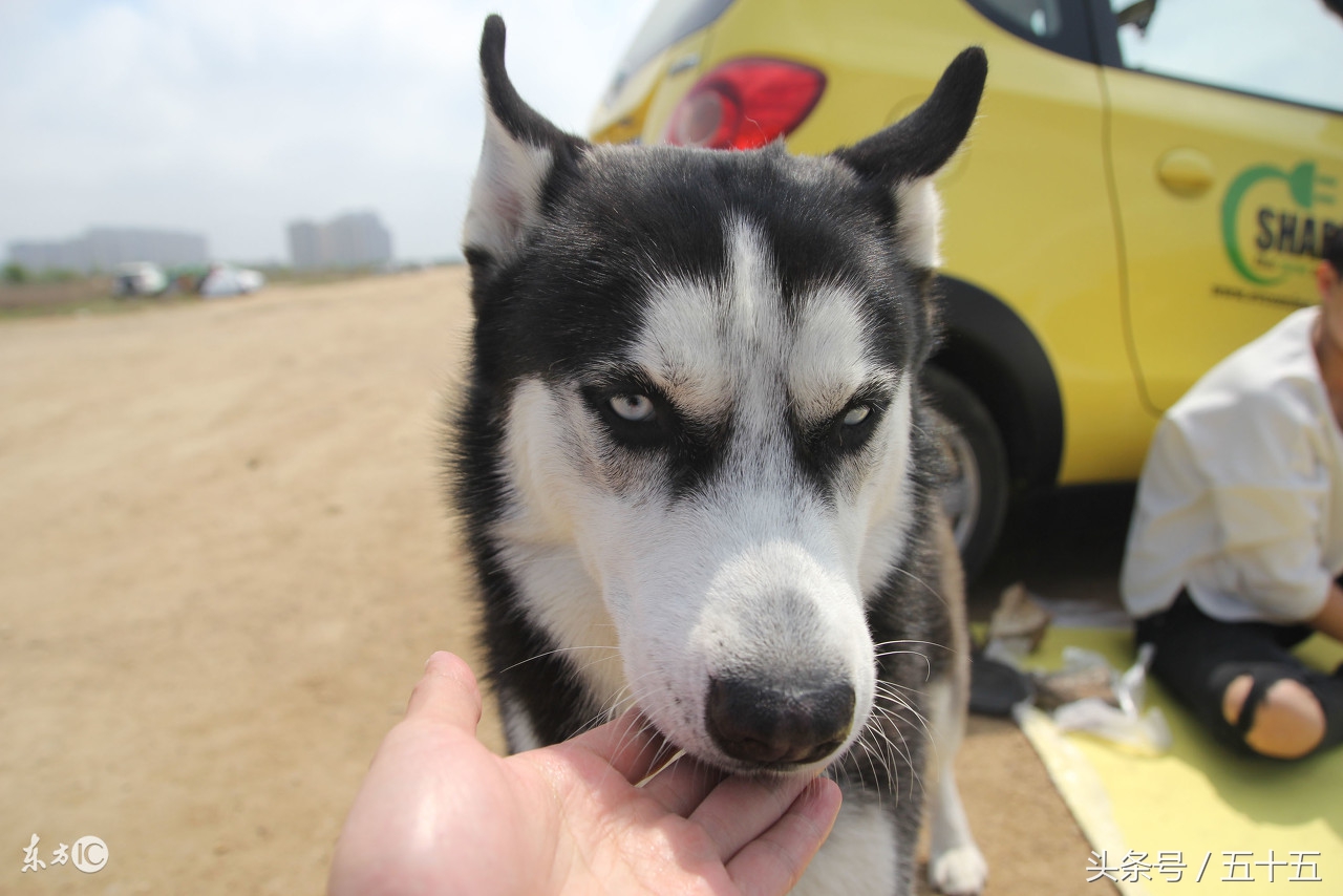 西伯利亚雪橇犬跟哈士奇的区别,哈士奇西伯利亚雪橇犬简称二哈