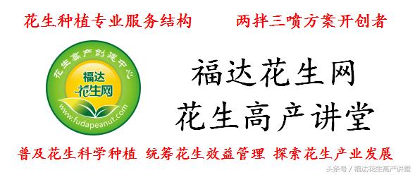 珍珠豆型花生品种大全,珍珠豆型矮杆的花生品种