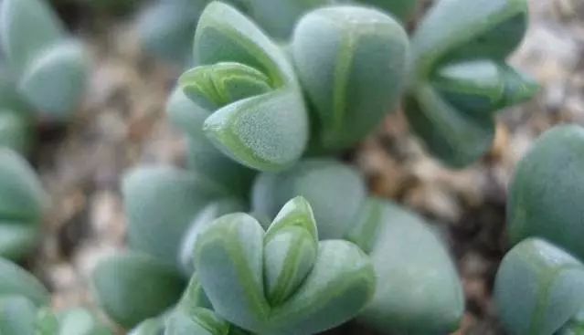 多肉植物有毒品种图片大全及名称,家庭养的多肉致癌吗