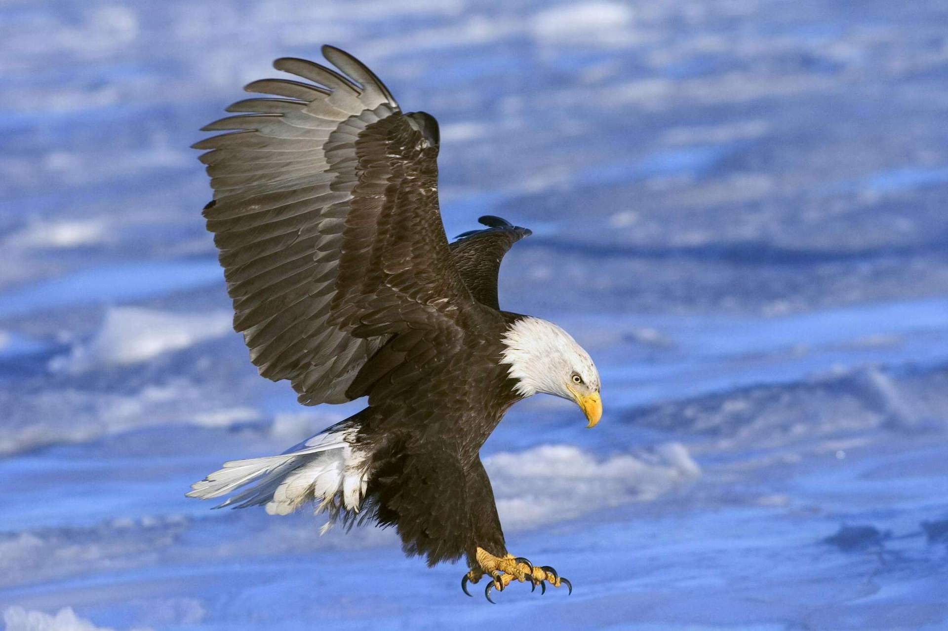 鹰和鸡的故事全集,鹰和鸡的故事解读