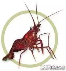 常见海水观赏虾大全,海水观赏虾饲养环境