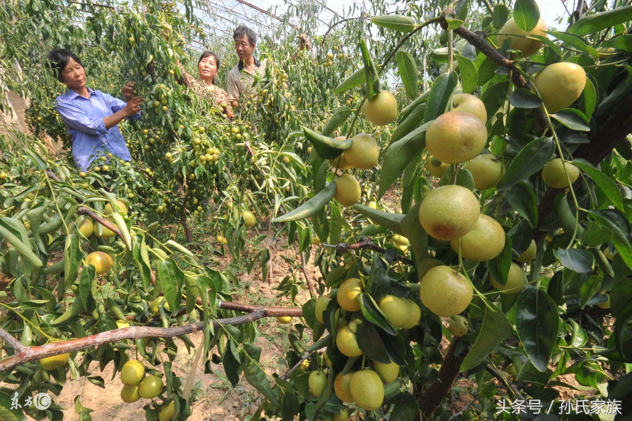 广州江南果蔬批发市场冬枣,果蔬枣卷