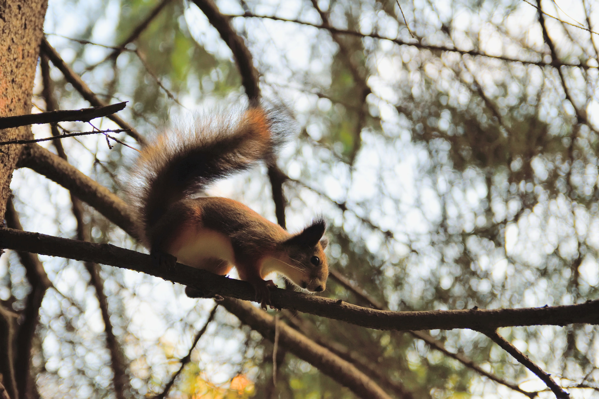 为什么家里养的松鼠总爱啃家具?应该怎么办?