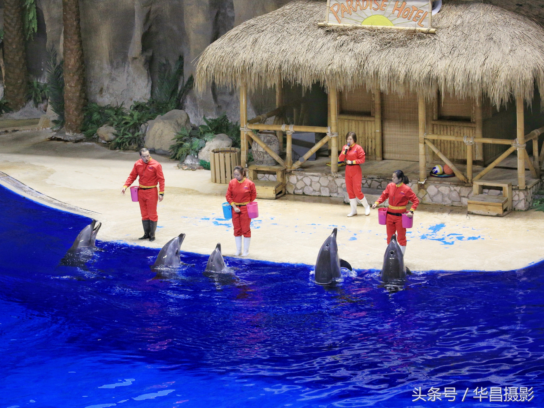 北京海洋馆海豚,北京海洋馆海豚表演时间表