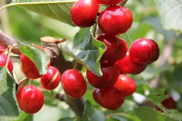 浙江采摘瓜果亲子游方案,金华采摘游最强攻略