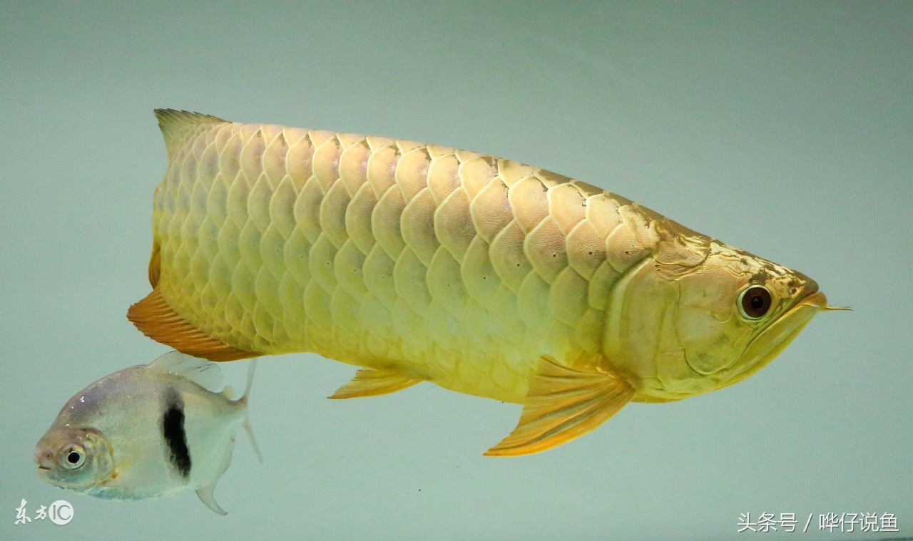 最好看的亚洲龙鱼,亚洲龙鱼有多可怕