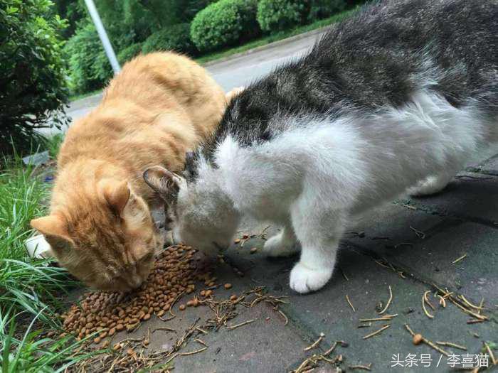 我们能为一只流浪猫做什么,在寒冷的冬季遇到流浪猫