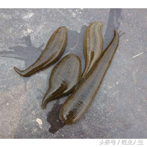 东北水蛭养殖基地大揭秘,水蛭蚂蟥专业养殖茂名