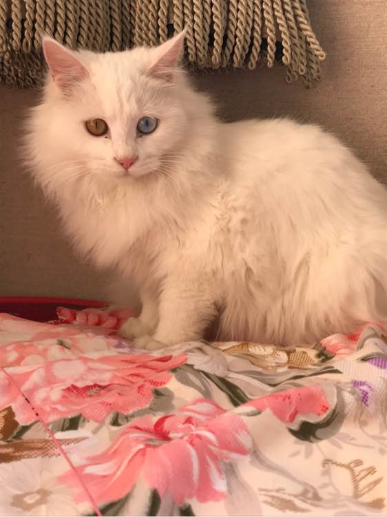 去花鸟市场花50元买一只保姆鸟,去花鸟市场100元买动物