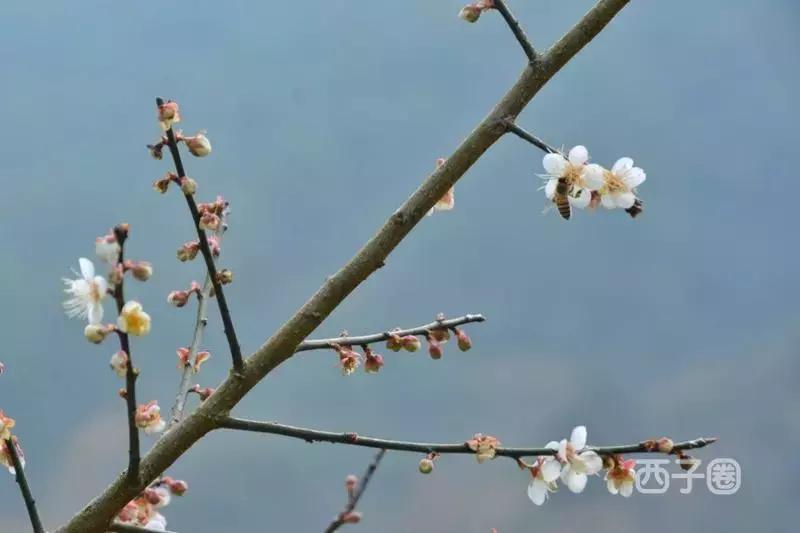 2024年梁化梅园看梅花时间,梁化梅花今年开了吗