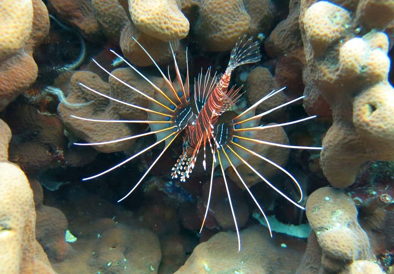 泰国顶级海岛斯米兰,斯米兰岛泰国