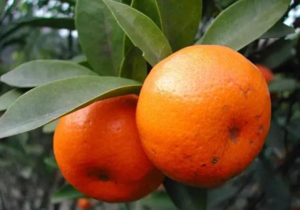 在寒冷的冬天吃上一口冰板栗,在很冷的冬天还吃冰棍