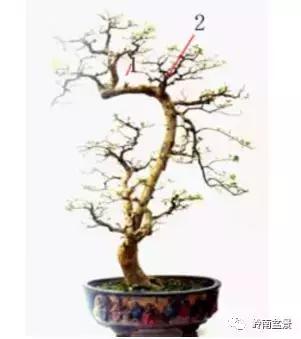 盆景造型中，脊枝、腋枝要如何改造利用才会变成优美的造型枝