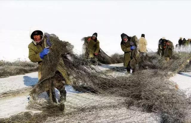查干湖胖头鱼哪家最正宗,查干湖胖头鱼56斤抖音团购