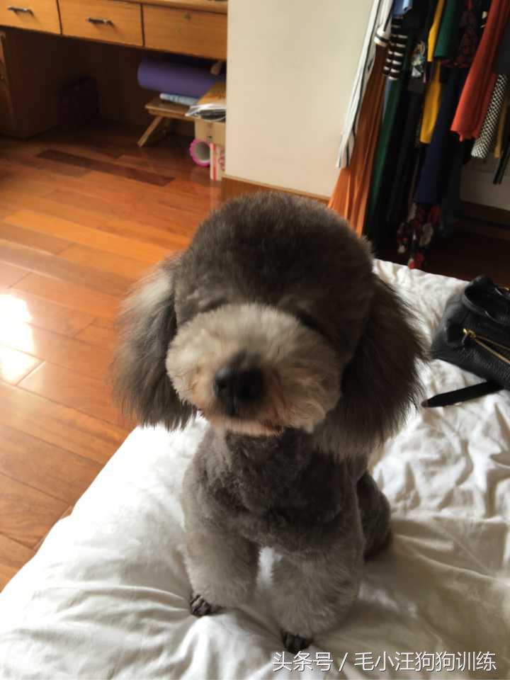 泰迪拉直后还会卷吗,把泰迪的毛拉直了还能卷起来吗