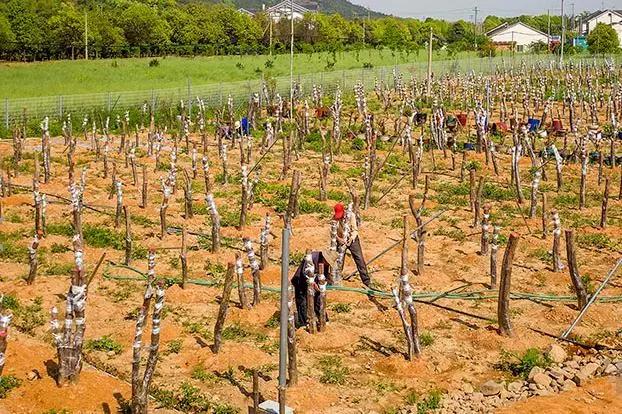 南烛盆景扦插,南烛景观树