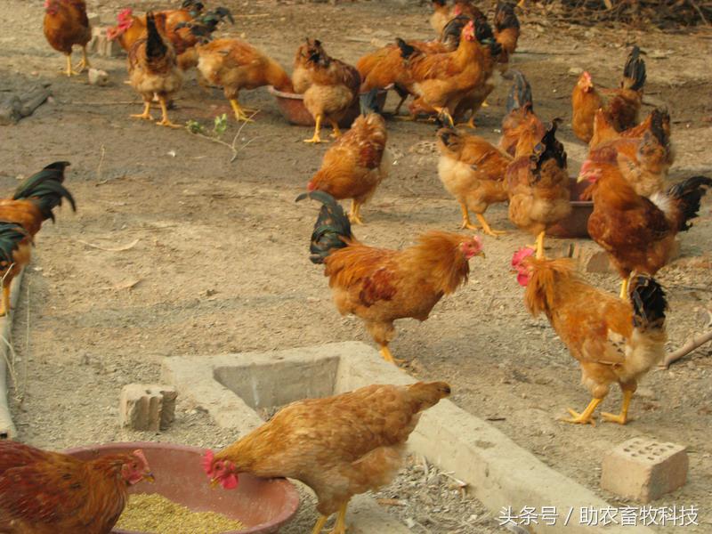 豆渣一吨多少钱,豆渣发酵后多少钱一吨