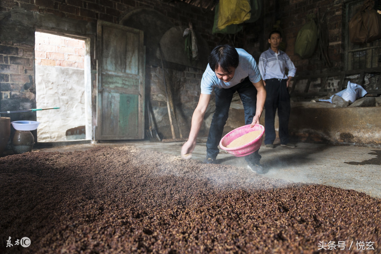 养猪知识猪酒糟中毒,酒糟猪吃多了有害吗