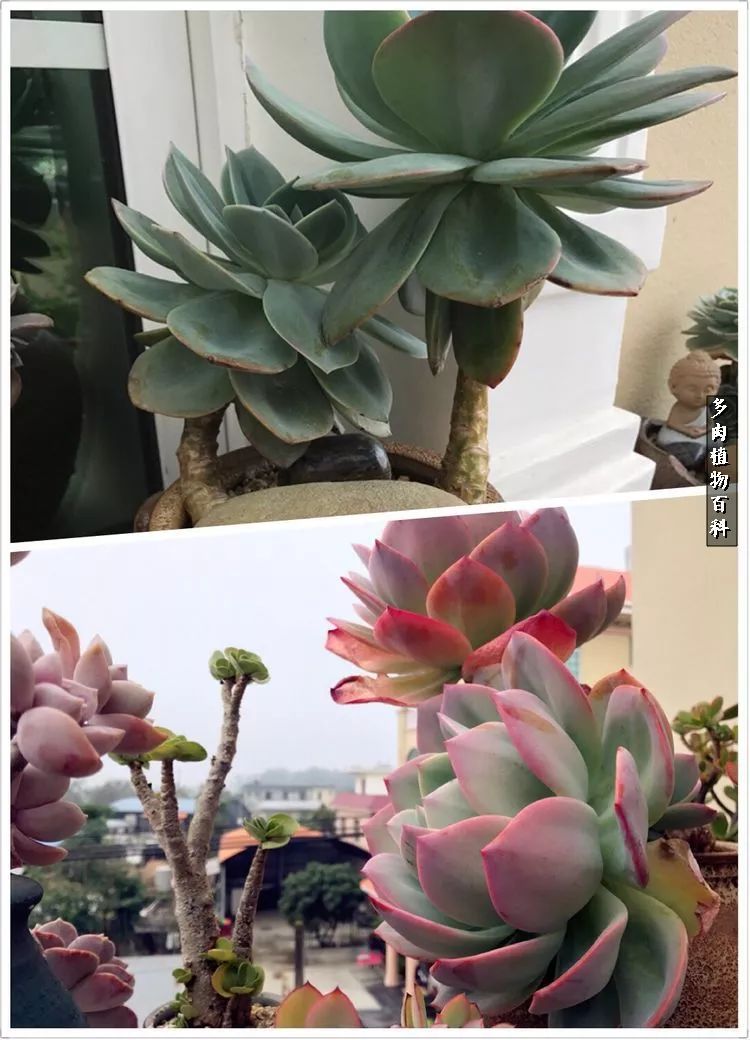 阳光的多肉花园,漂亮的多肉露台花园