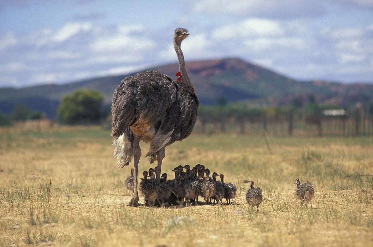 南非线路攻略｜与鲨共舞、沙漠开花、隔海观鲸，你了解非洲吗？