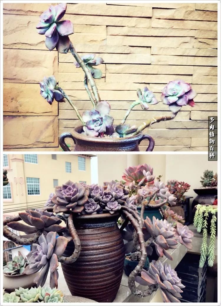 阳光的多肉花园,漂亮的多肉露台花园