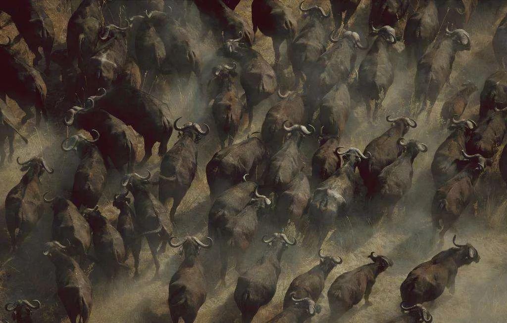 南非线路攻略｜与鲨共舞、沙漠开花、隔海观鲸，你了解非洲吗？