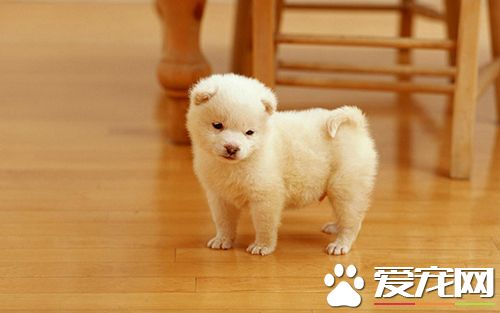 狗狗腹泻呕吐怎么办用什么药,狗狗腹泻呕吐白色的泡沫粘液