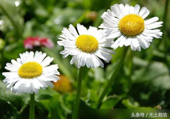 去甲醛效果最好的植物,去甲醛最好植物排行榜