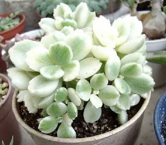 出锦的多肉叶插还会出锦吗,多肉出锦水培会退锦吗