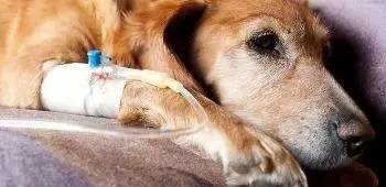 天天和猫咪相处会得病吗,猫狗最怕的三件事