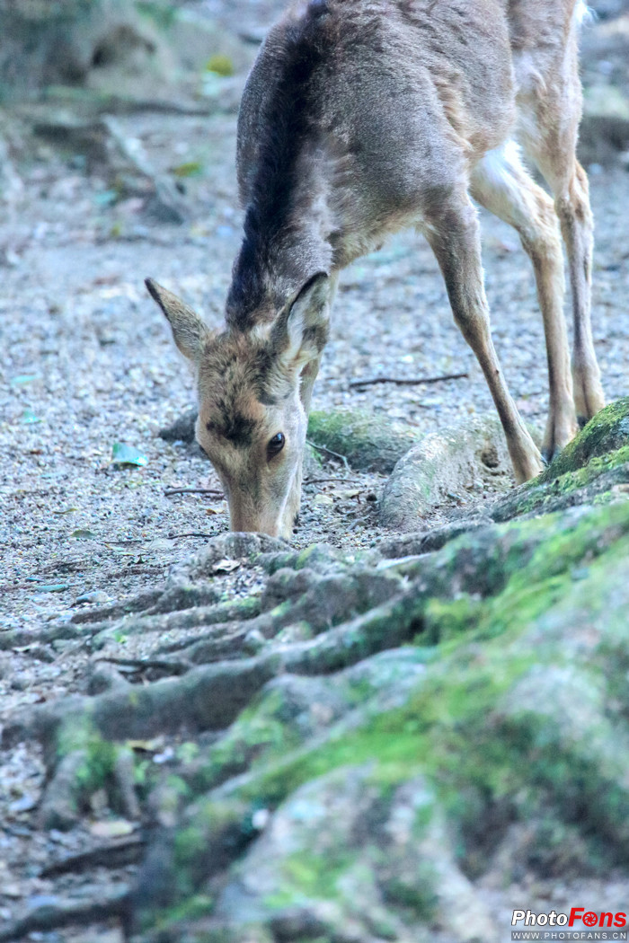 春之物语完整视频,《春之物语》
