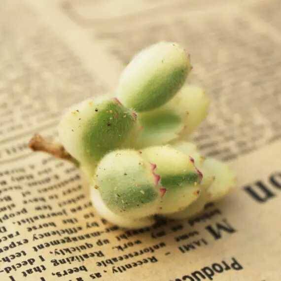 出锦的多肉叶插还会出锦吗,多肉出锦水培会退锦吗