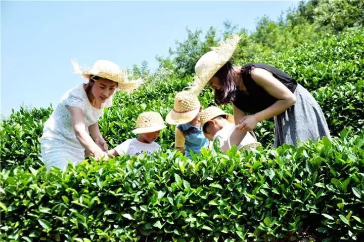 蒙山龙雾茶文化主题酒店吃饭,沂水蒙山龙雾茶文化宾馆团购