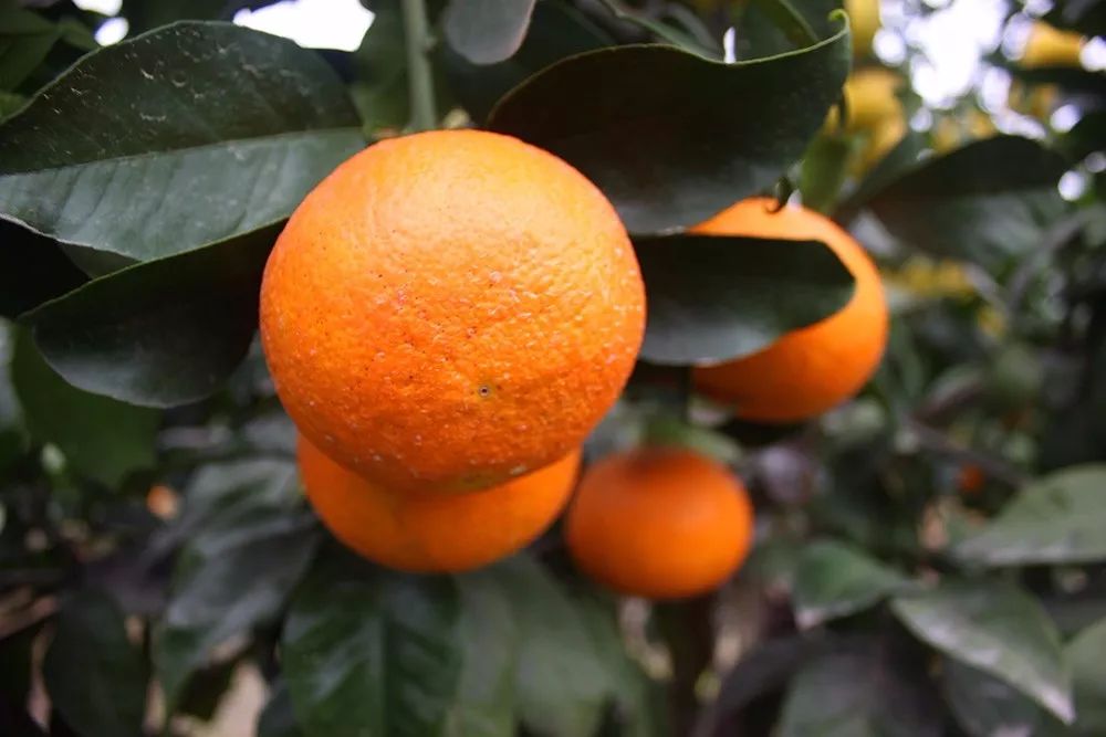 “果中爱马仕”!宁波这种本地桔子,店里一只卖20元!