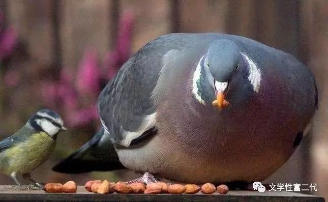 月薪2万欧洲漫游指南