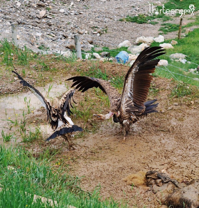 带着小三去旅行,带着小四去旅游