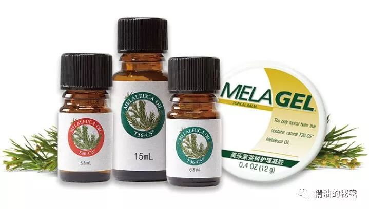 茶树精油的效果真有那么好吗,茶树精油的10个妙用