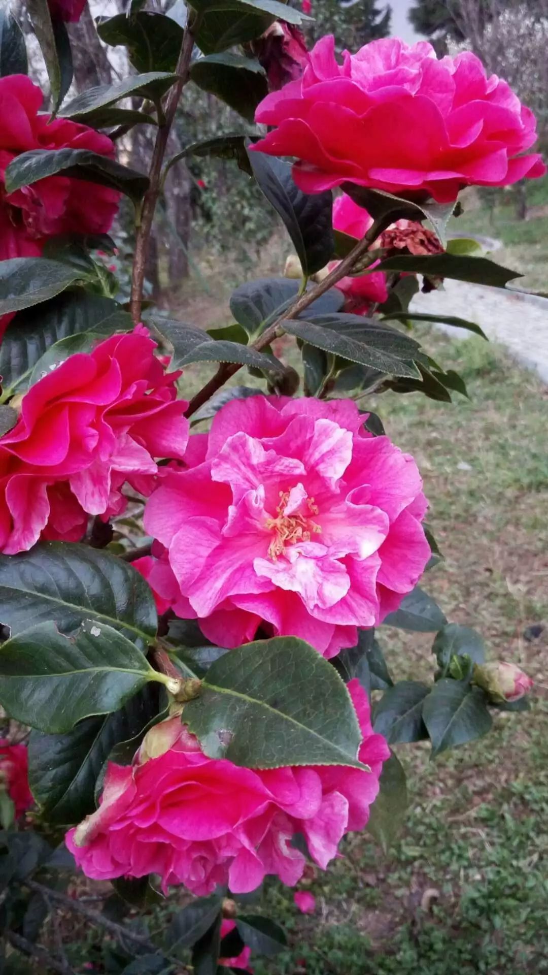 楚雄紫溪山山茶花开了吗,楚雄紫溪山茶花盛开的地方