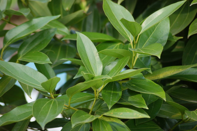 平安树越冬温度多少,平安树可以在室外越冬吗