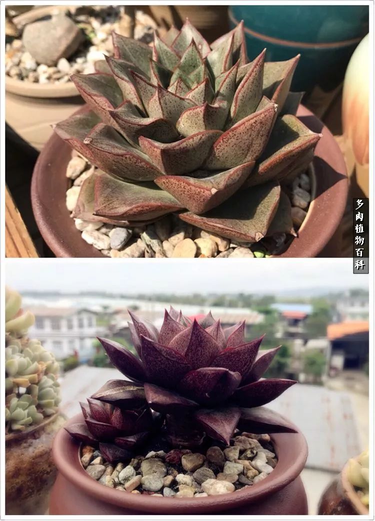 阳光的多肉花园,漂亮的多肉露台花园