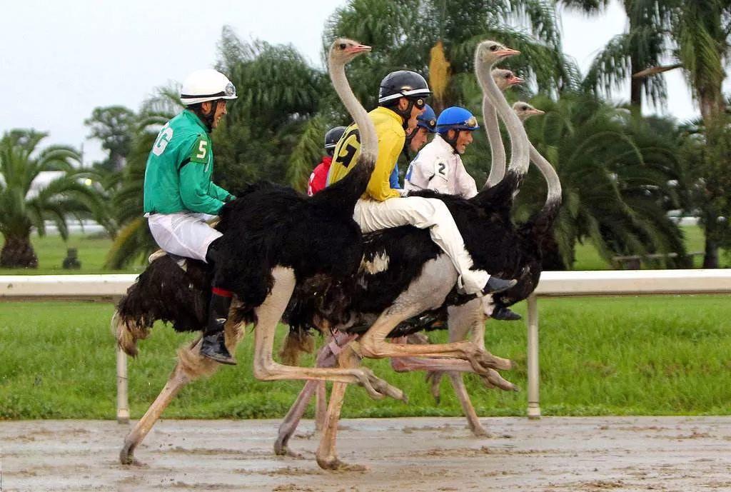 南非线路攻略｜与鲨共舞、沙漠开花、隔海观鲸，你了解非洲吗？