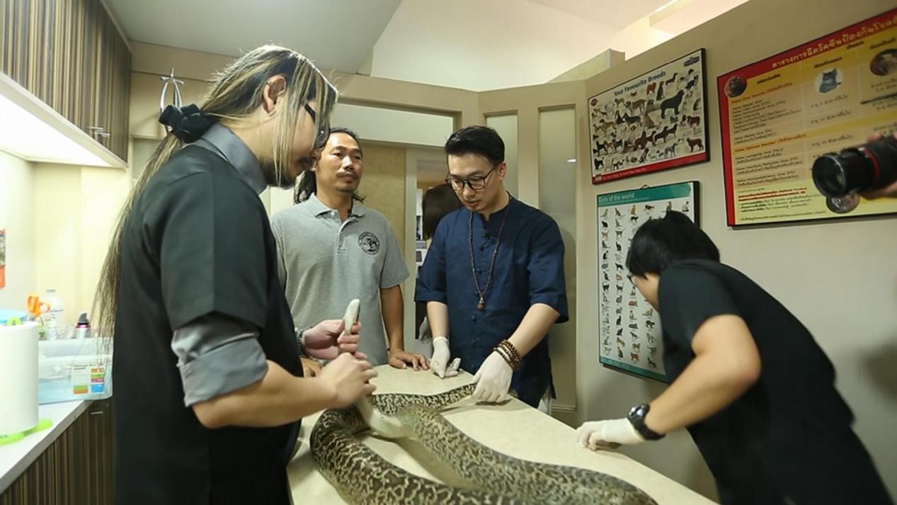 蟒蛇消化不良拉肚子,野生动物园泰国蟒蛇