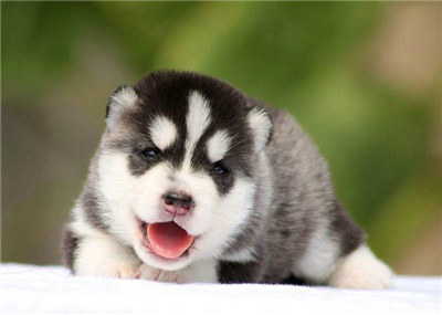 哈士奇怎么养要注意什么,最正确的哈士奇饲养方法