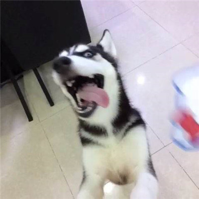 哈士奇怎么养要注意什么,最正确的哈士奇饲养方法