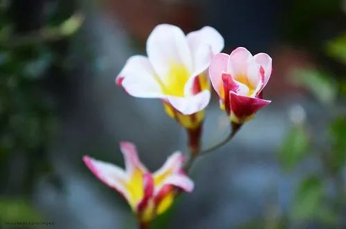 中英文标点还有这些区别,你知道吗?考试时不要用错了哦~