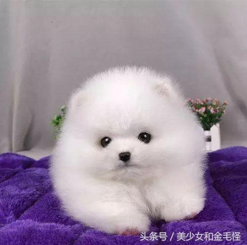黑色博美小型犬1-4个月,博美小型犬怎么训练
