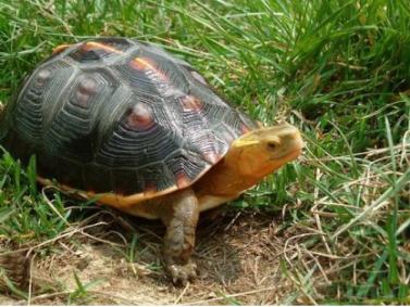 养龟的技巧与注意事项浅水龟,怎么判断乌龟是半水龟还是深水龟