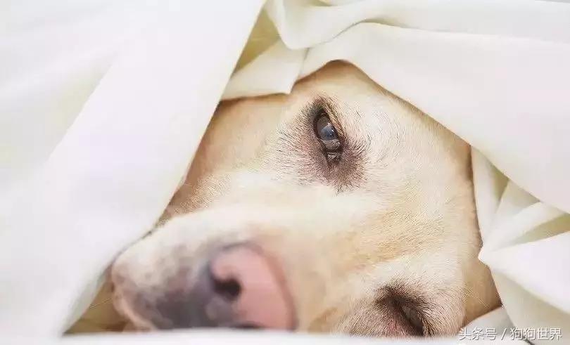 狗狗呕吐的常见原因和应对,导致狗狗呕吐常见的8个原因